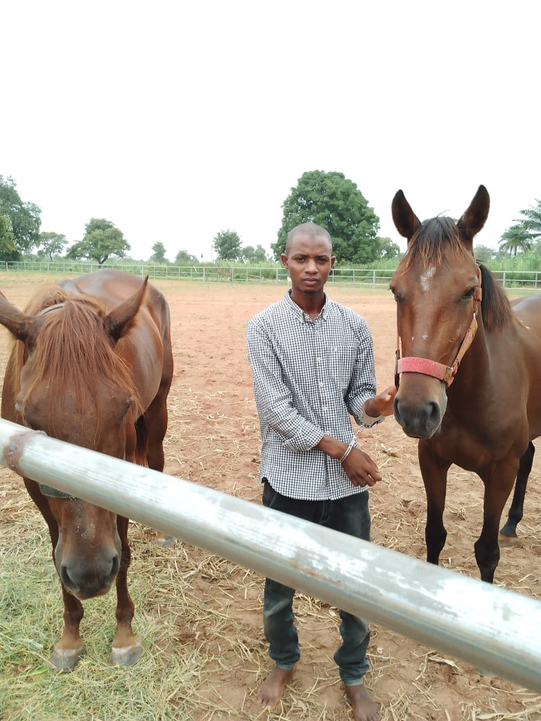 Man arrested for stealing two horses in Niger state